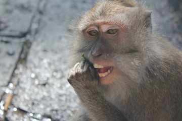 Affe versucht Nuss zu knacken