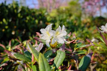Bokeh- Closeup of a white blossom in spring at sunshine.