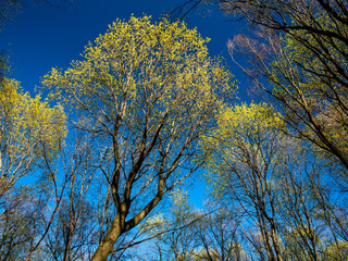 Spring Goloseevsky Park 
