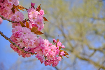 Nahaufnahme einer Baumblüte im Frühling