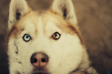 portrait of a husky dog