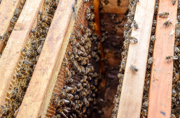 Open bee hive. Plank with honeycomb in the hive. The bees crawl along the hive. Honey bee.