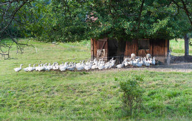 White geese at the countryside