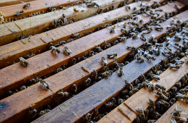 Open bee hive. Plank with honeycomb in the hive. The bees crawl along the hive. Honey bee.