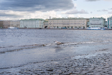 Seagull at the edge of the Neva river  , Palace embankment in St. Petersburg, cloudy day, bird