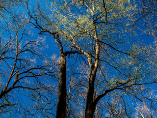 Spring Goloseevsky Park 