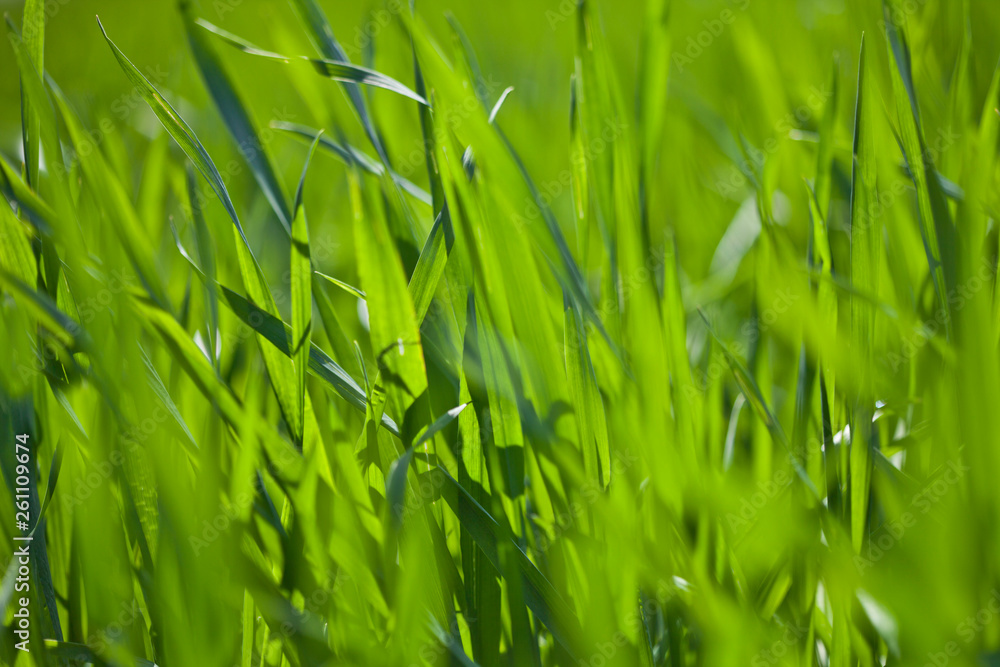 Wall mural Spring field of green grass