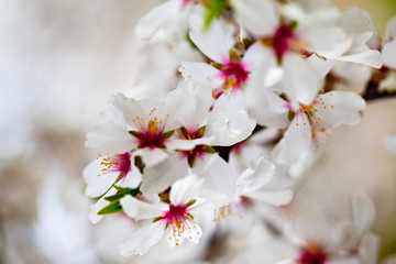 White and pink  flowers background