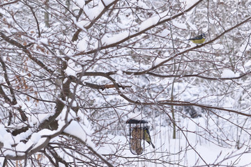 Winter landscape snow cold weather