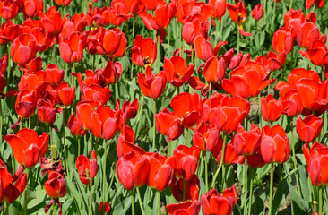 Fototapeta premium Red flowers of tulips on a flower bed. A flower bed with tulips