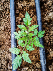 Cultivate tomatoes in the Garden