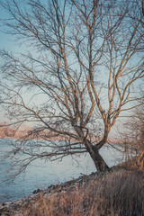einsamer Baum am Rhein