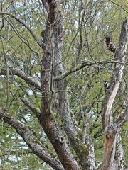 Männlicher Buntspecht (Dendrocopos major) im Frühling