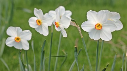 Weiße Narzissen (Narcissus poeticus)