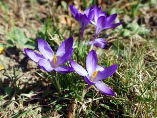 Purpule flower
