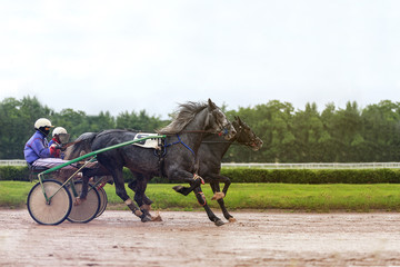 horse racing horse, summer