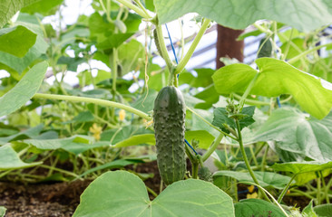 Seedlings cucumbers. The cultivation of cucumbers in greenhouses