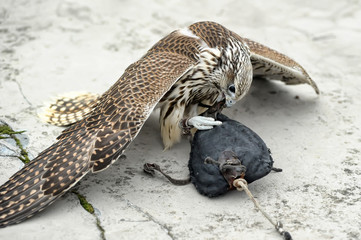 Falcon Saker falcon sits on a bag-bait with meat
