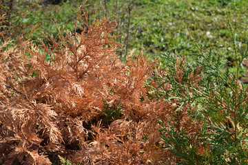 autumn leaves on grass