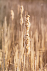 Spring time bullrushes (Typha latifolia) at sunset