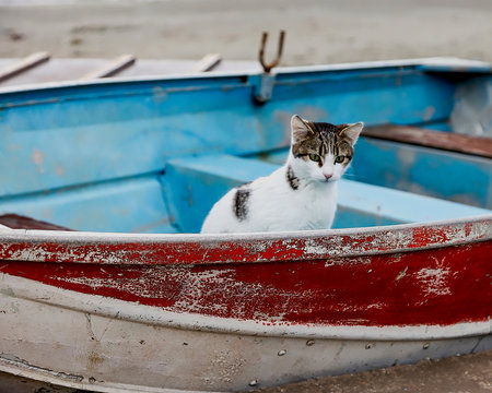 Cat In Boat. Isolated Image