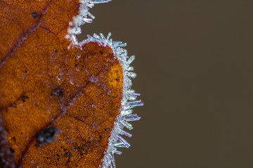 Raureif im Winter auf einem braunen Blatt freigestellt vom Hintergrund