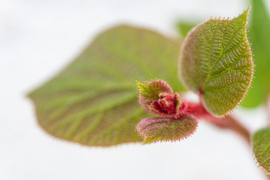 Close up of a Kiwi stem and leaves