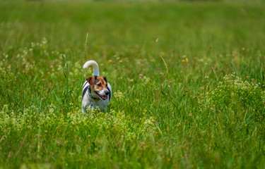Jack russell terrier walks in the summer