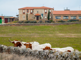 Tree cows of berrenda en colorado breed cows near a stone wall in the dehesa in Salamanca (Spain)....