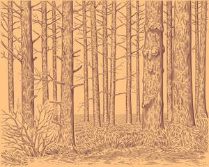 Pnie drzew w lesie. Ręcznie rysowane grawerowanie. Vintage ilustracji wektorowych edycji. 8 EPS - 261113093