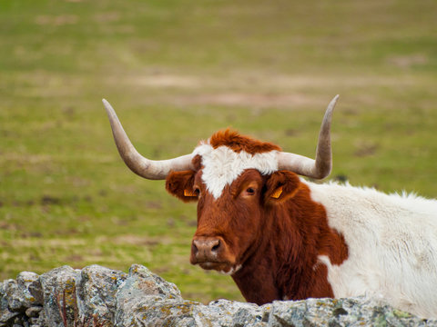 A cow of berrenda en colorado breed cows near a stone wall in the dehesa in Salamanca (Spain). Ecological extensive livestock concept