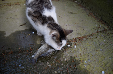 The cat eats live fish. Fish catch. Feeding the cat with fish.