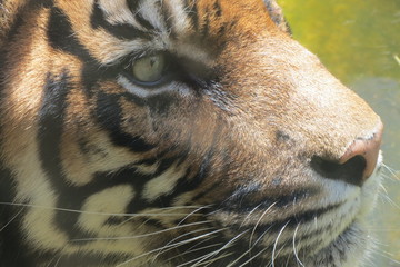 Tigre en reposo observador expectante tigre joven tigre curioso