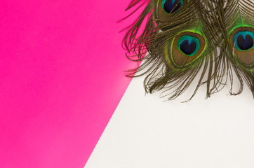 Peacock feathers isolated on white and pink table background. Flat lay style. Empty template