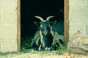 The goat in the shed lies at the entrance. A domestic goat