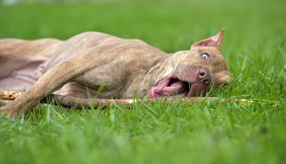 American pit bull terrier