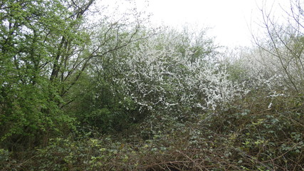 Blackthorn