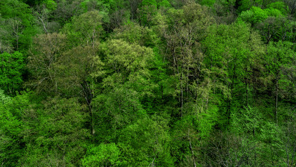 Green tree forest background. Landscape green forest.