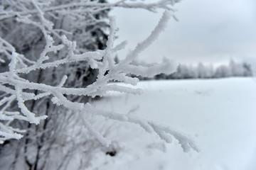 snowy and frosty tree branches