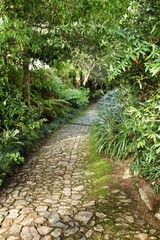 Fototapeta premium Path between green vegetation in a garden