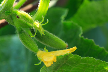 The growth and blooming of greenhouse cucumbers.