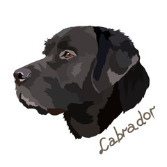 black labrador vector image