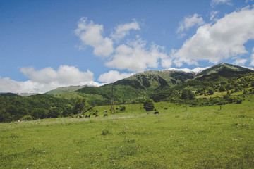 Fototapeta premium herd of cows eating in the Caucasus mountains in Georgia
