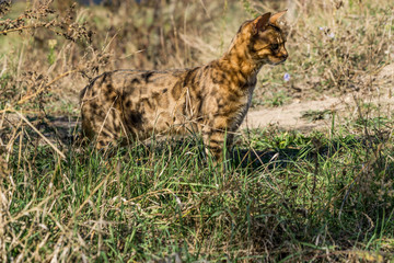 Bengalkatze seitlich stehend im Gras Profilansicht