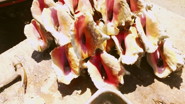 Conch Stand At Fish Market Place Bazaar Bahamas