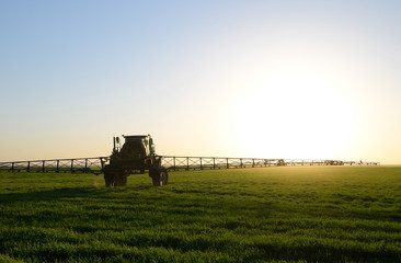 Fototapeta premium Tractor on the sunset background. Tractor with high wheels is making fertilizer on young wheat. The use of finely dispersed spray chemicals