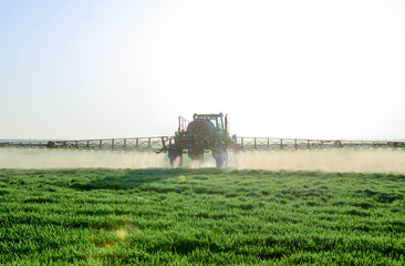 Fototapeta premium Tractor on the sunset background. Tractor with high wheels is making fertilizer on young wheat. The use of finely dispersed spray chemicals