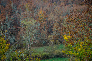 Forest in autumn of the Palencia mountain