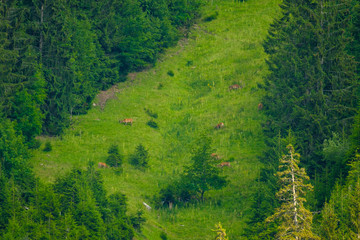 Deers grazing on a mountain slope