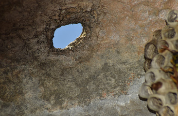 Vespiary. Wasps polist. A hole in the roof to enter the socket.